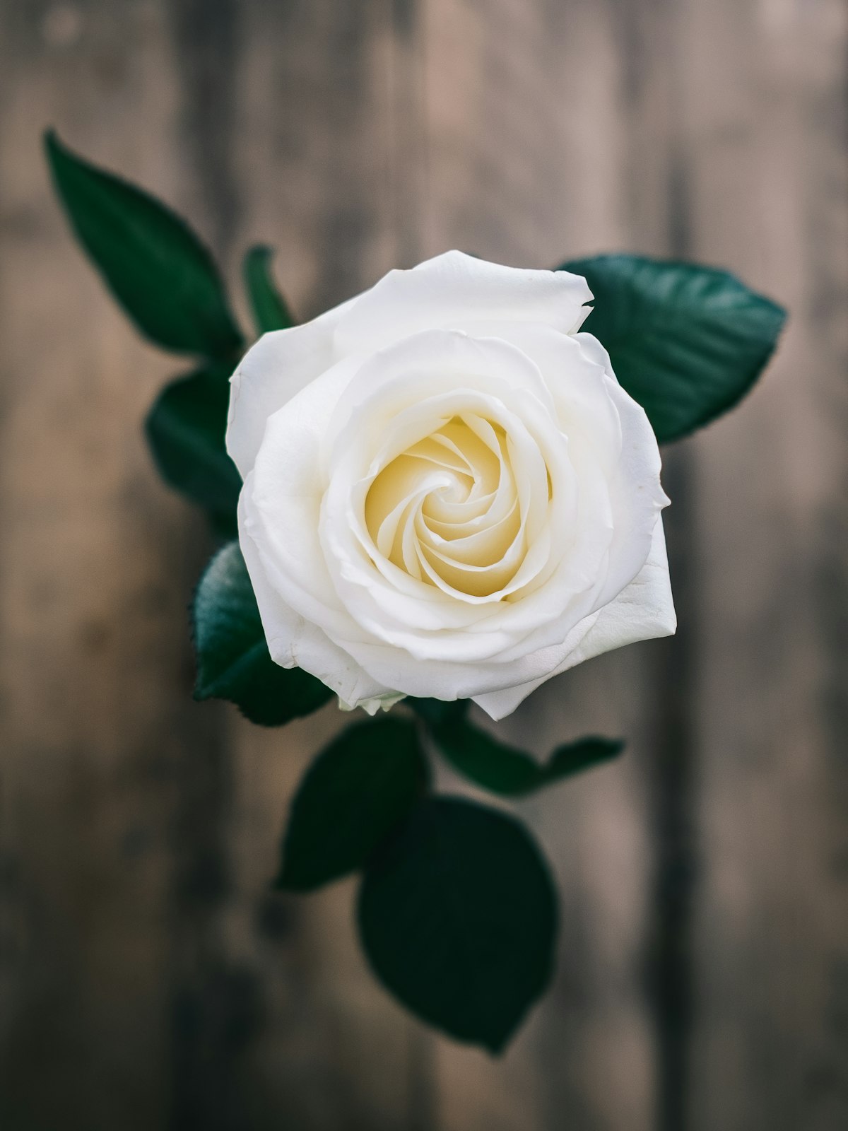 Rose Garden Dozen