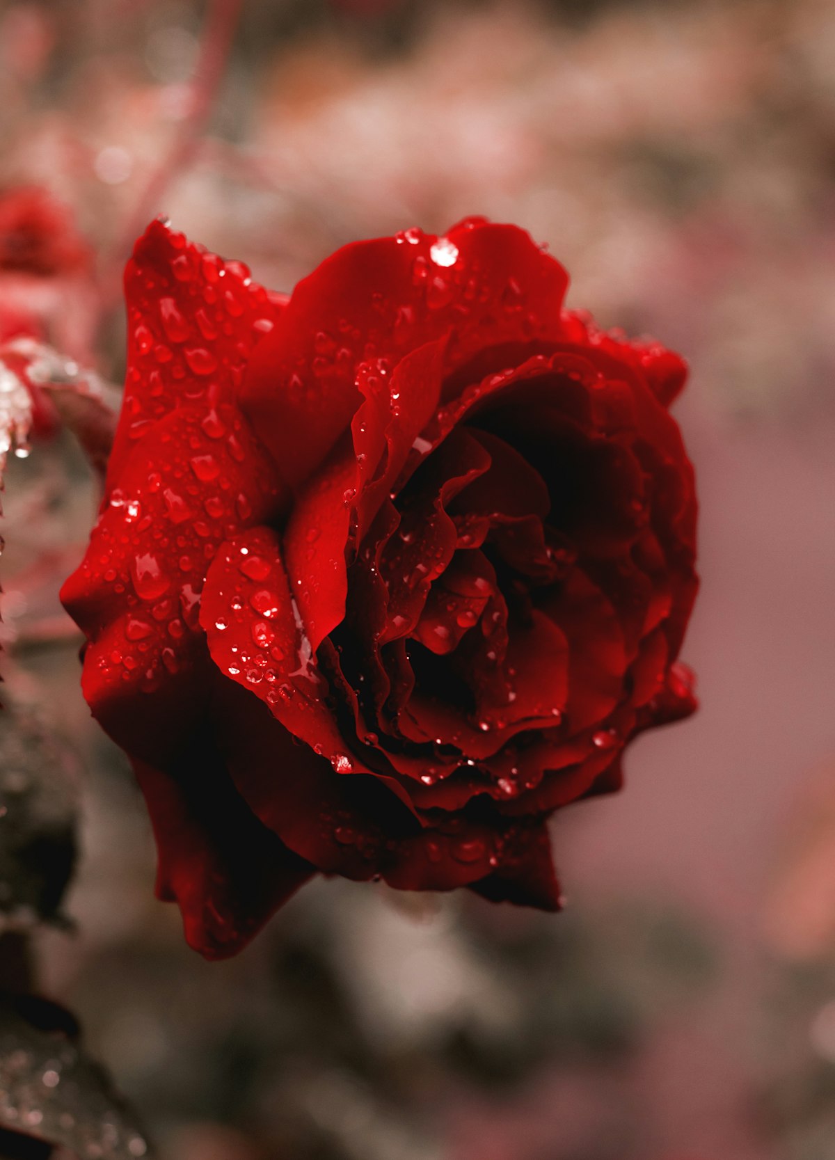 Dozen Red Roses