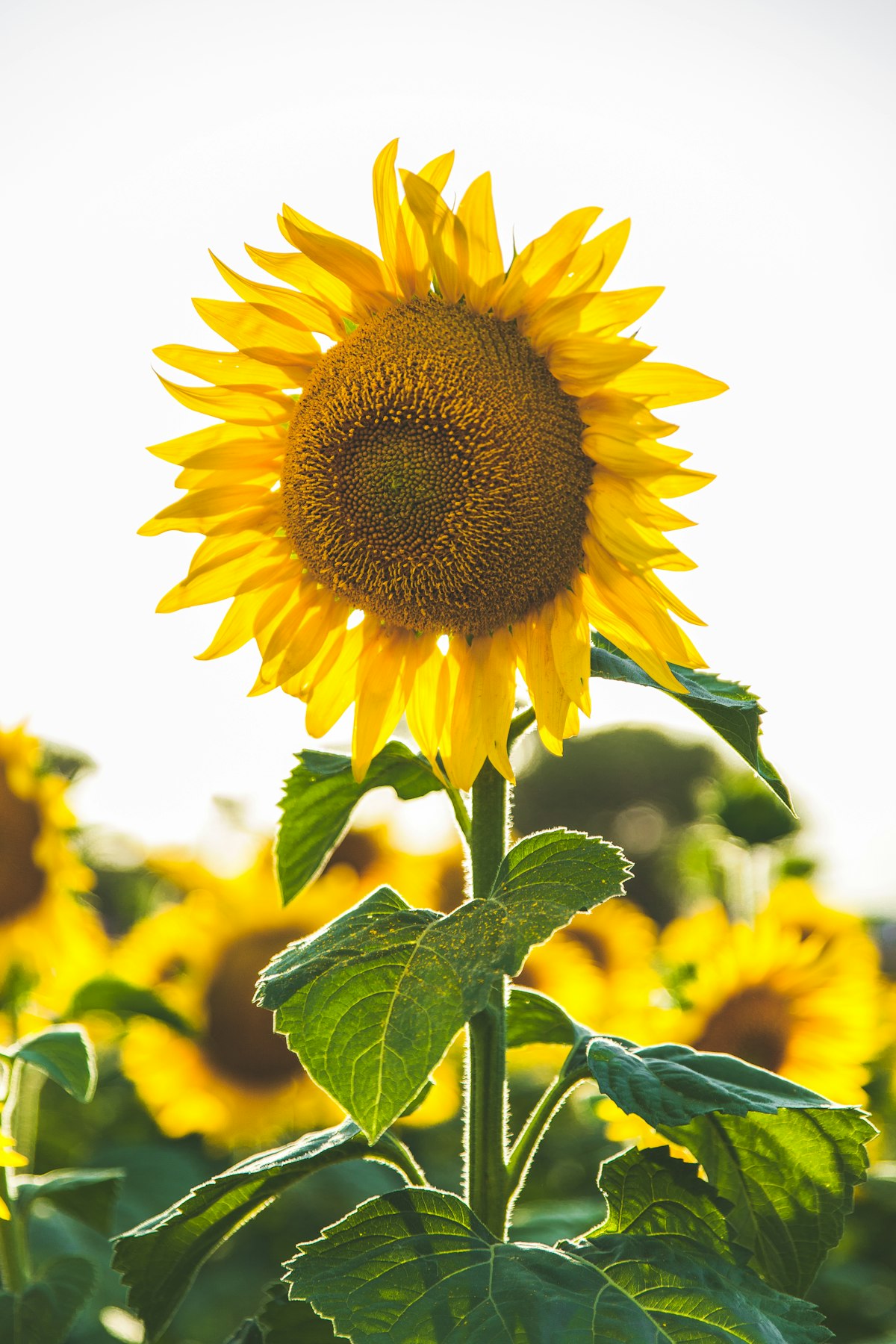 Sunflower Stand Spray