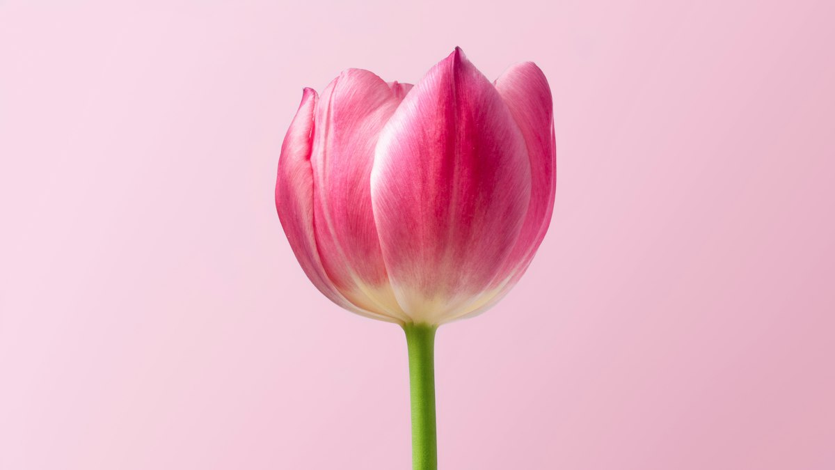 Pink Tulip Bunch (10)